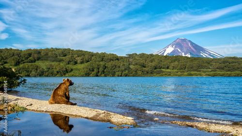 Russia, Kamchatka. Kronotsky Reserve. The bear sits on the shore of the Kurile lake and looks towards the Ilyinsky volcano.
