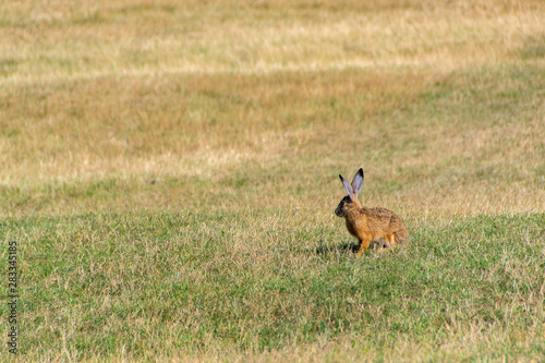 Wild rabbit in the grass