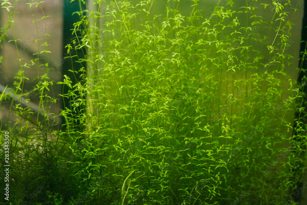 Details of Aquarium Algae or Green Seaweed Details of Aquarium Algae or Green Seaweed
