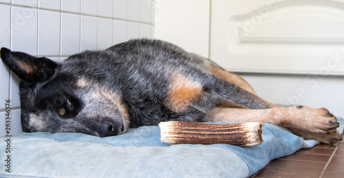 Sleeping dog with bone on dog bed