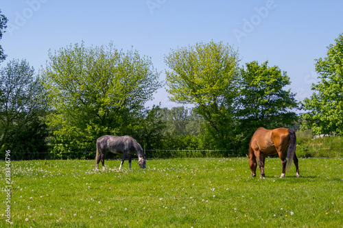 2 pferde grasen auf einer wiese © hro1980