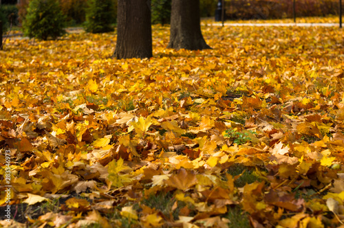 autumn leaves in green grass, close up