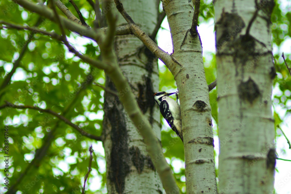 woodpecker on tree