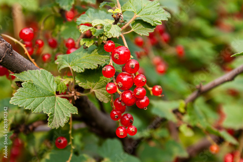 Bouquet of red currant berries (Ribes rubrum) on a branch with leaves close-up.