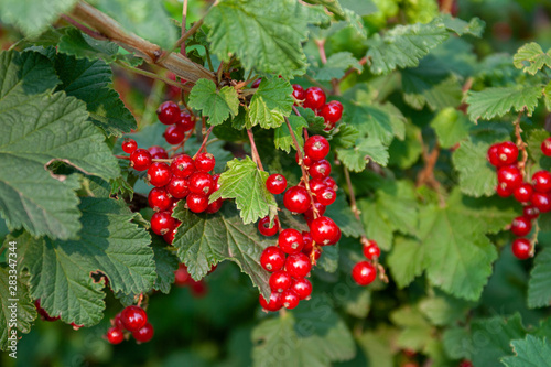 Bouquet of red currant berries (Ribes rubrum) on a branch with leaves close-up.