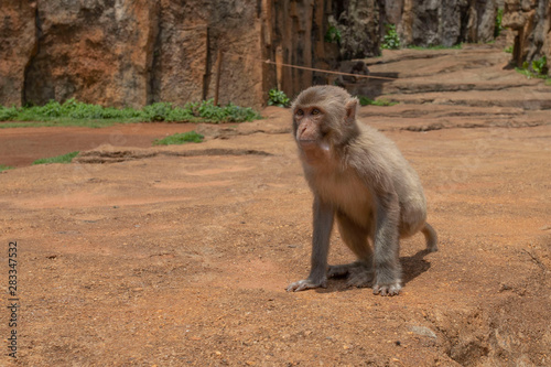 monkeys, macaques in Dongshan Safari Park, Hainan, China © zaoark