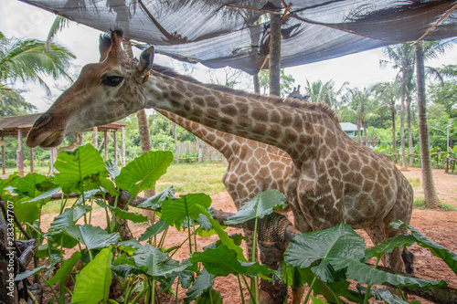 Giraffes at Dongshan Safari Park, Hainan, China