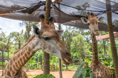 Giraffes at Dongshan Safari Park  Hainan  China