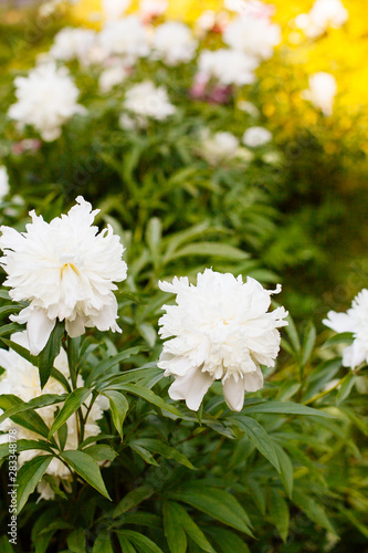 Gorgeous white peony in a full bloom