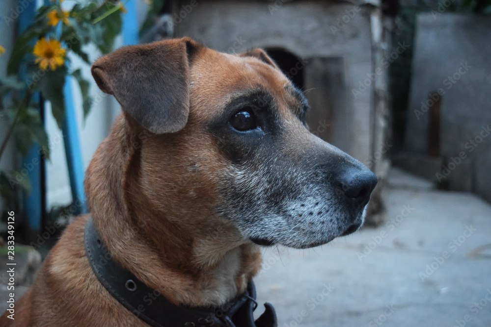 Cute Dog Guards The Yard At Night