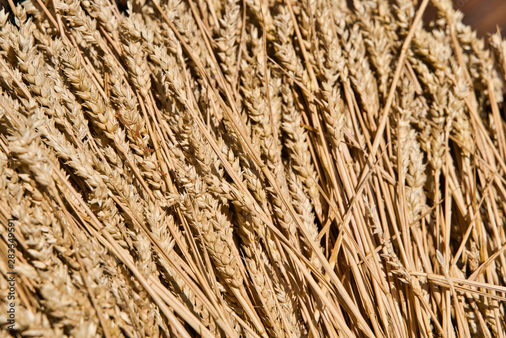 Close up of beautiful wheat spike Close up of beautiful wheat spike