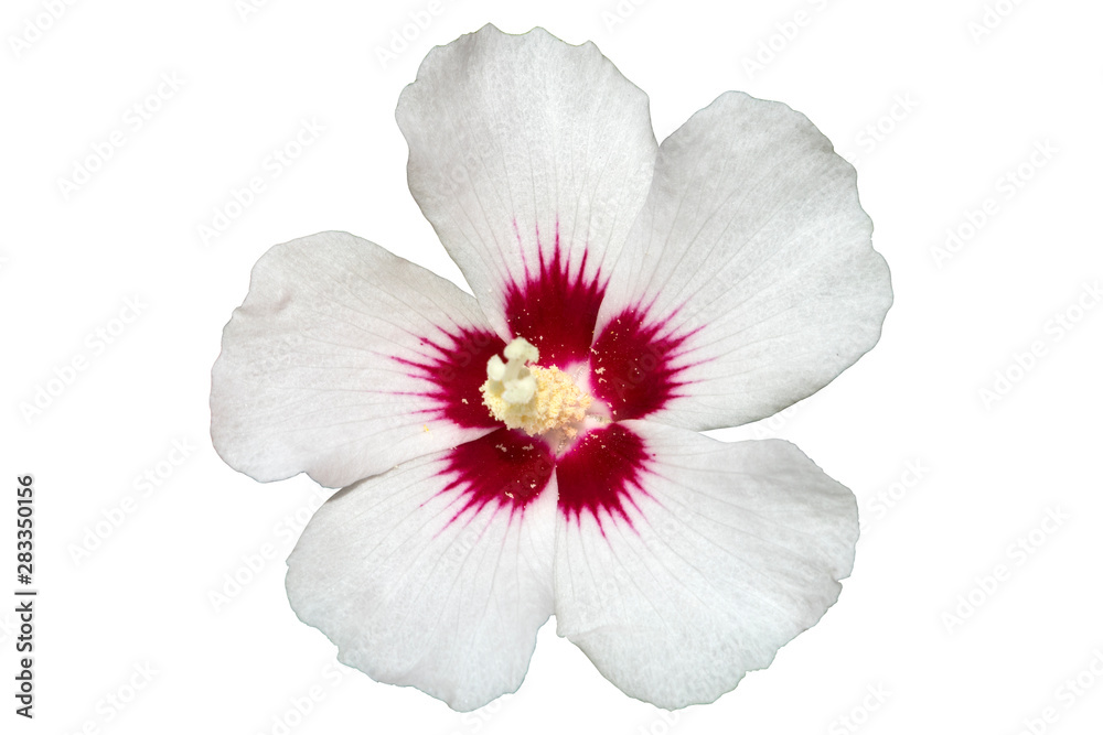 Hibiscus white rose of Sharon 'Red Heart' flower.