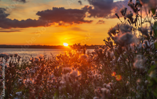 sunset by the water with clouds in the sky and sun rays in flowers