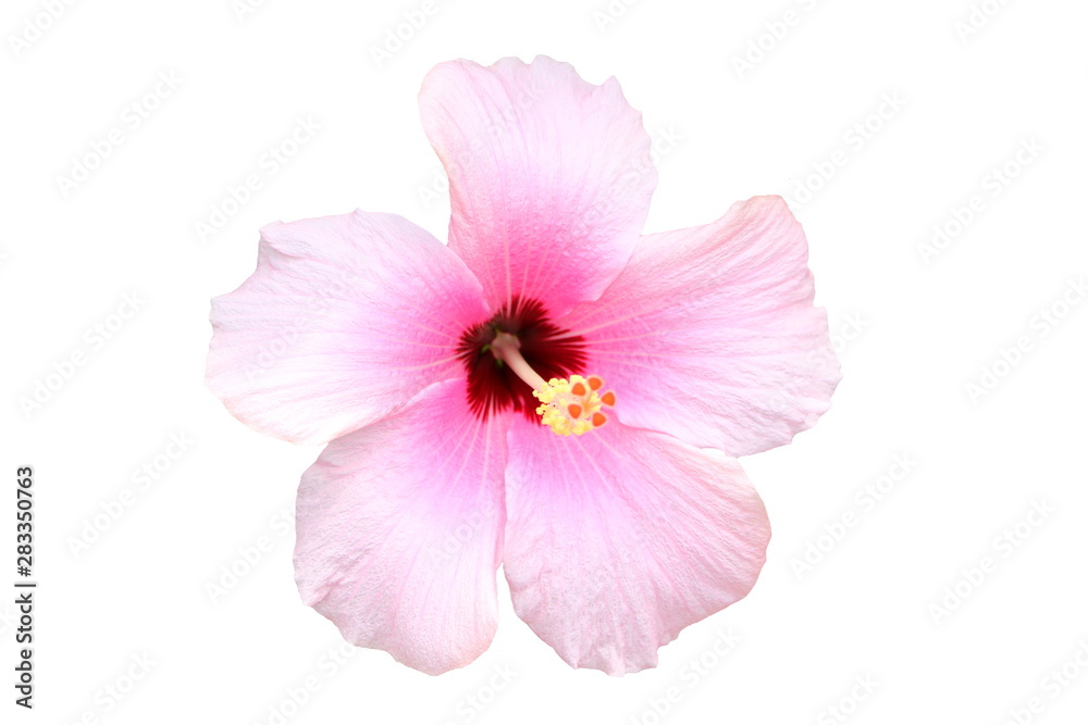 Hawaiian hibiscus flower isolated Hawaiian hibiscus flower isolated