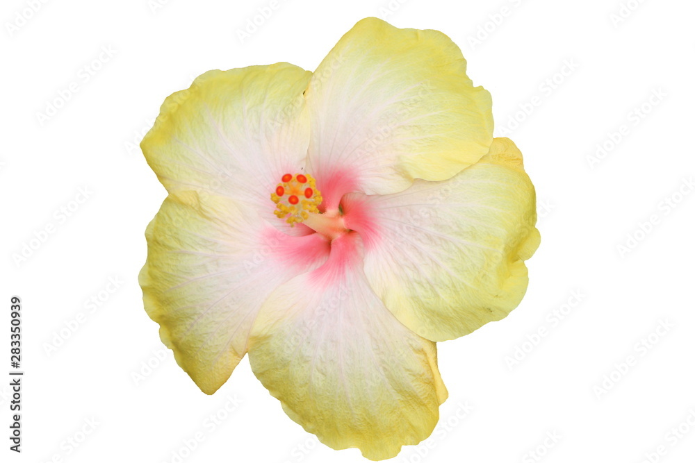 Hawaiian hibiscus flower isolated Hawaiian hibiscus flower isolated
