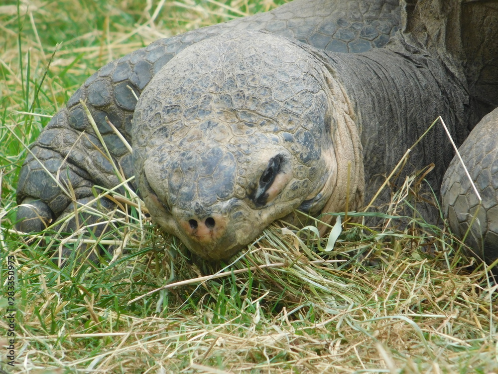 Obraz premium Schildkröte