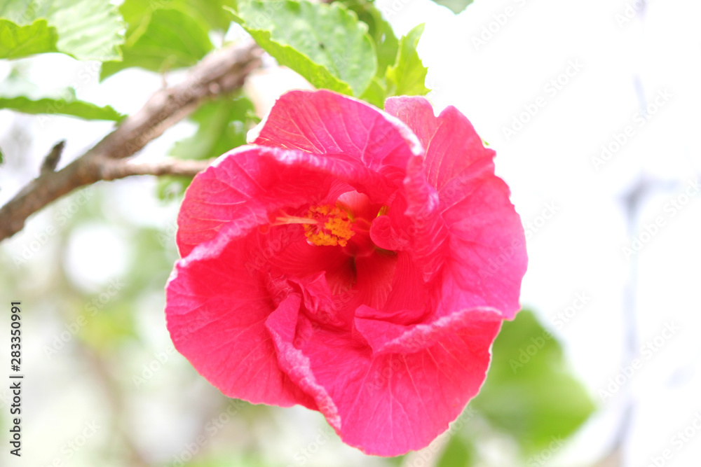 Hawaiian hibiscus flower isolated