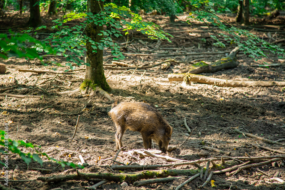Fototapeta premium Baby Wild Boar Piglets in the Forest