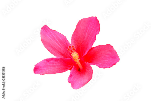 Hawaiian hibiscus flower isolated