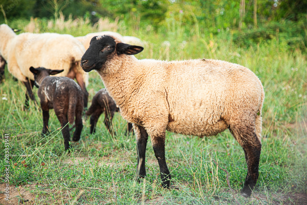 Horde of Suffolk Sheep on Countryside Summertime Horde of Suffolk Sheep on Countryside Summertime