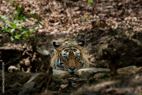 A dashing and handsome looking royal bengal wild male tiger portrait with an eye contact. This Adult Male Tiger has Lovely mane and beard at Ranthambore National Park  Rajasthan  India  Asia