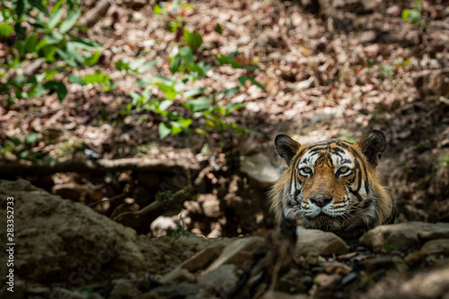 A dashing and handsome looking royal bengal wild male tiger portrait with an eye contact. This Adult Male Tiger has Lovely mane and beard at Ranthambore National Park  Rajasthan  India  Asia