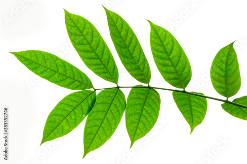 Beautiful green walnut leaves on white background with copy space