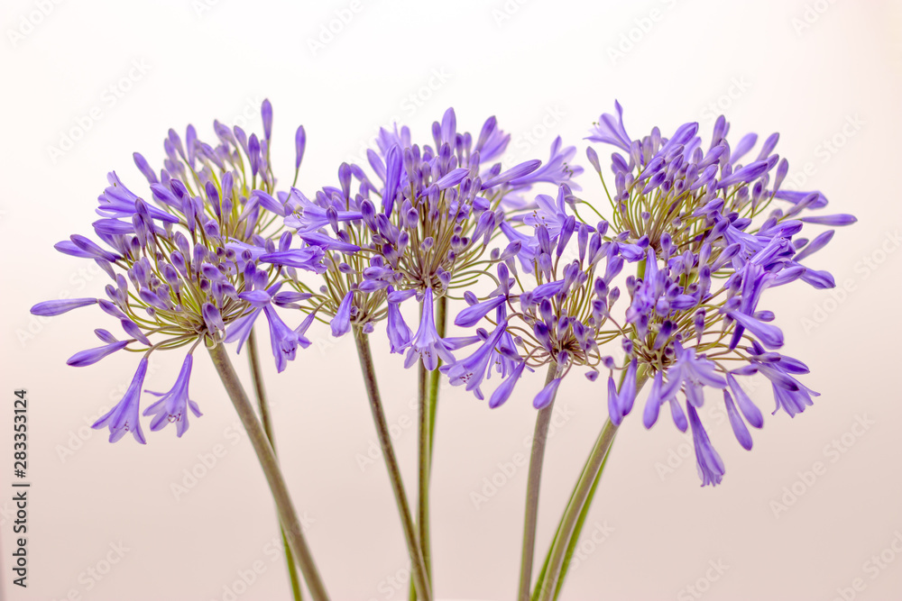 Fototapeta premium blue agapanthus flower on a white background
