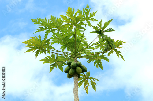 Hawaiian papaya tropical fruit tree 
