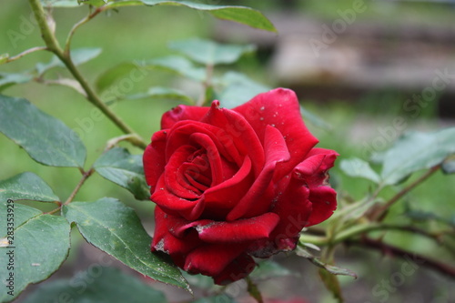 red rose in garden