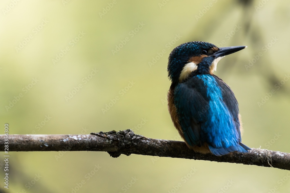 Eisvogel an der Bogenseekette in Berlin 