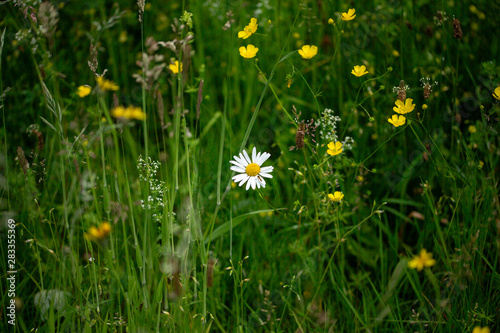 margrietjes