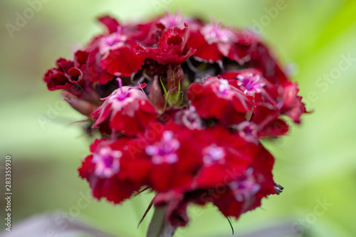 rode bloemen