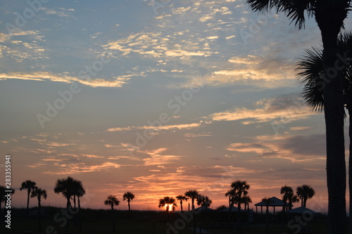 Palm Trees in the Morning 