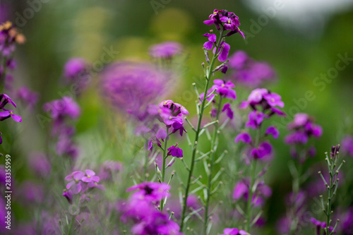Fototapeta Naklejka Na Ścianę i Meble -  paarse bloem
