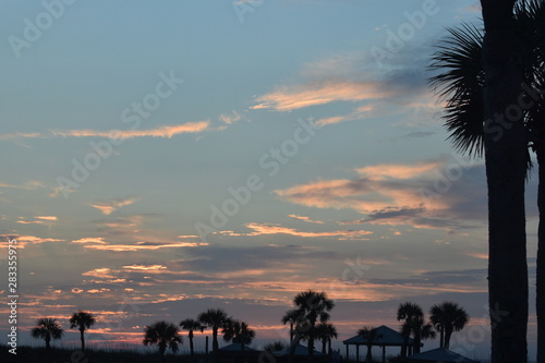 Palm Trees in the Early Morning