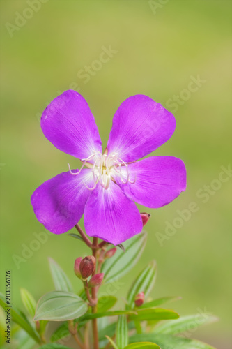 Wild flower from Taiwan