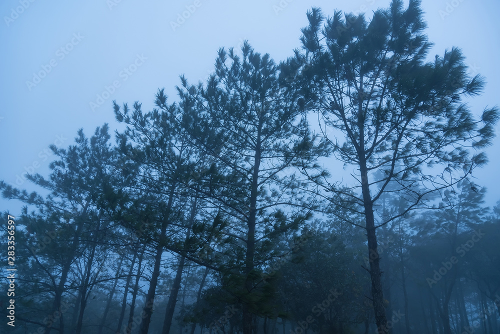 Pine forest in the mist.Thailand.