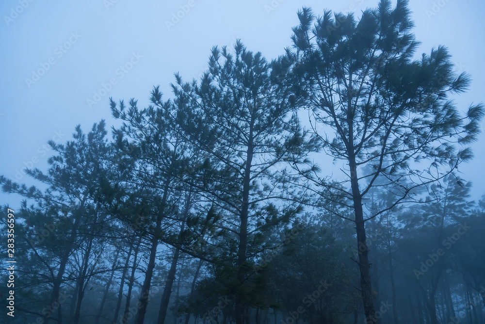 Pine forest in the mist.Thailand. Pine forest in the mist.Thailand.