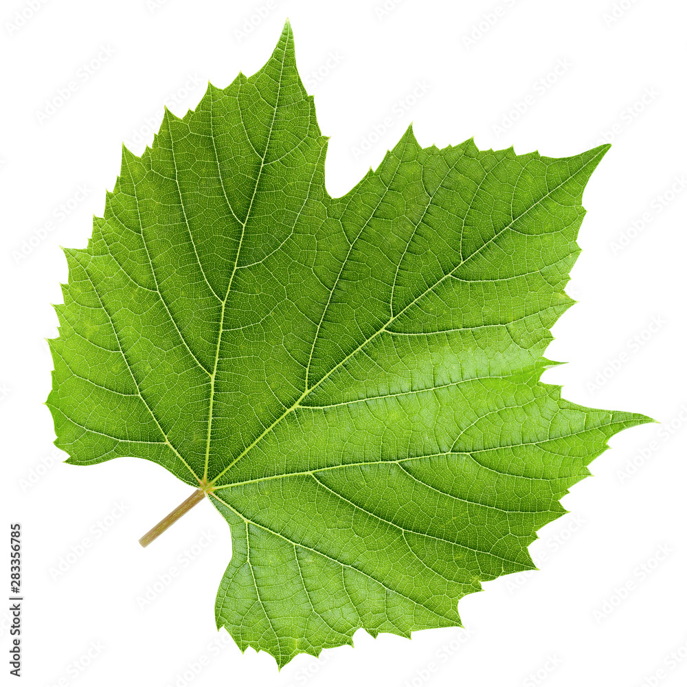 Grape leaf, isolated on white background, clipping path, full depth of field Grape leaf, isolated on white background, clipping path, full depth of field