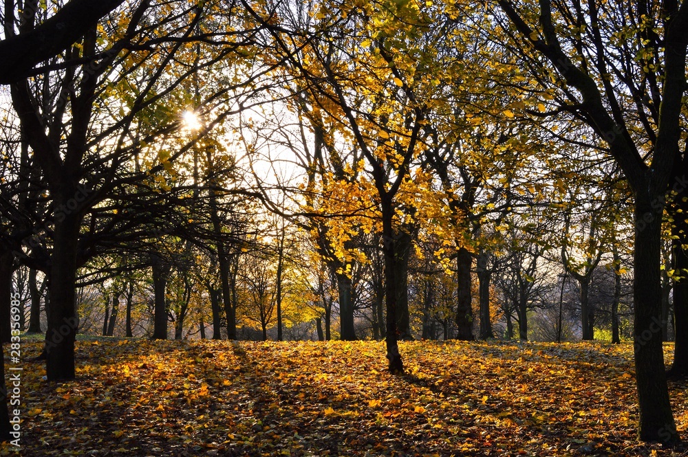 autumn in the park