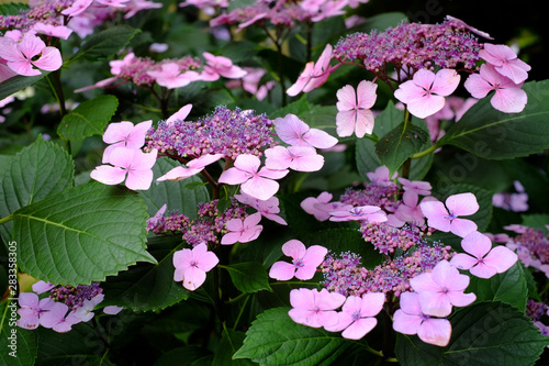 Prächtige Blüten einer Tellerhortensie