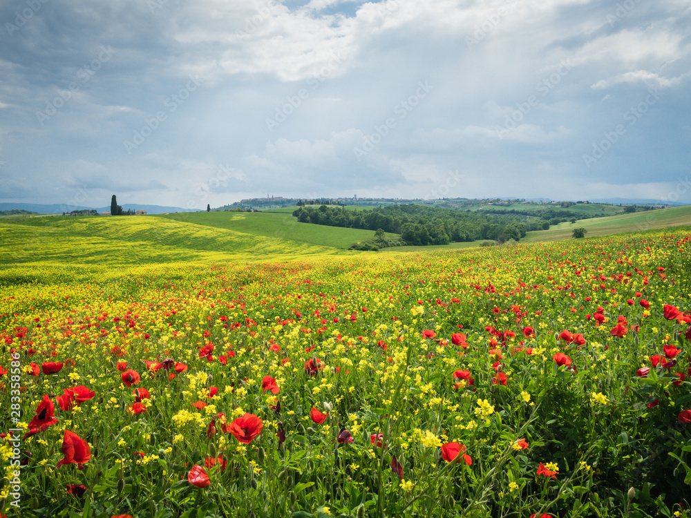 Poppies is a field in Tuscany, Italy