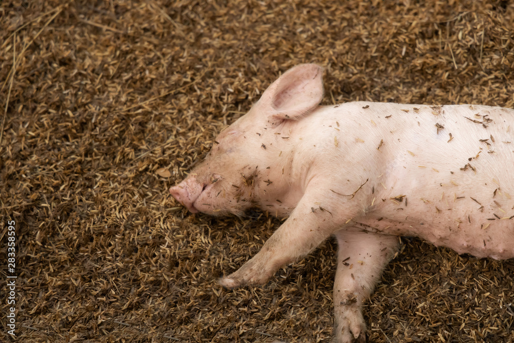 Newborn piglet lying on floor in organic rural farm agricultural Newborn piglet lying on floor in organic rural farm agricultural
