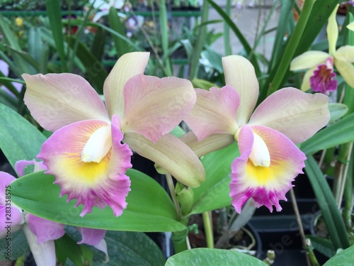 Orquídea 12