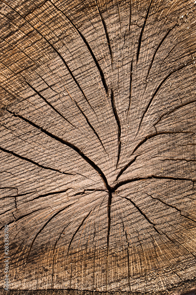 Fototapeta premium Death of an old tree. The texture of the tree in the stump. Cut Log Ends dry cracked wood. 