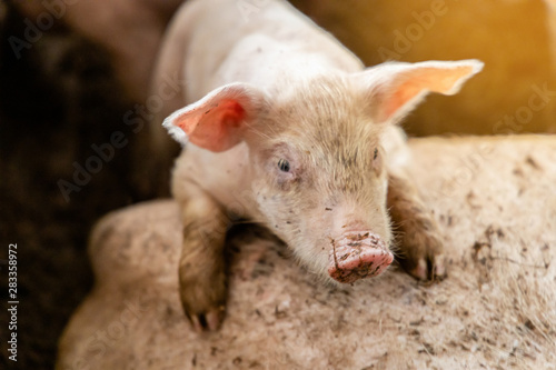 Soft focus of cute newborn piglet in organic rural farm agricultural