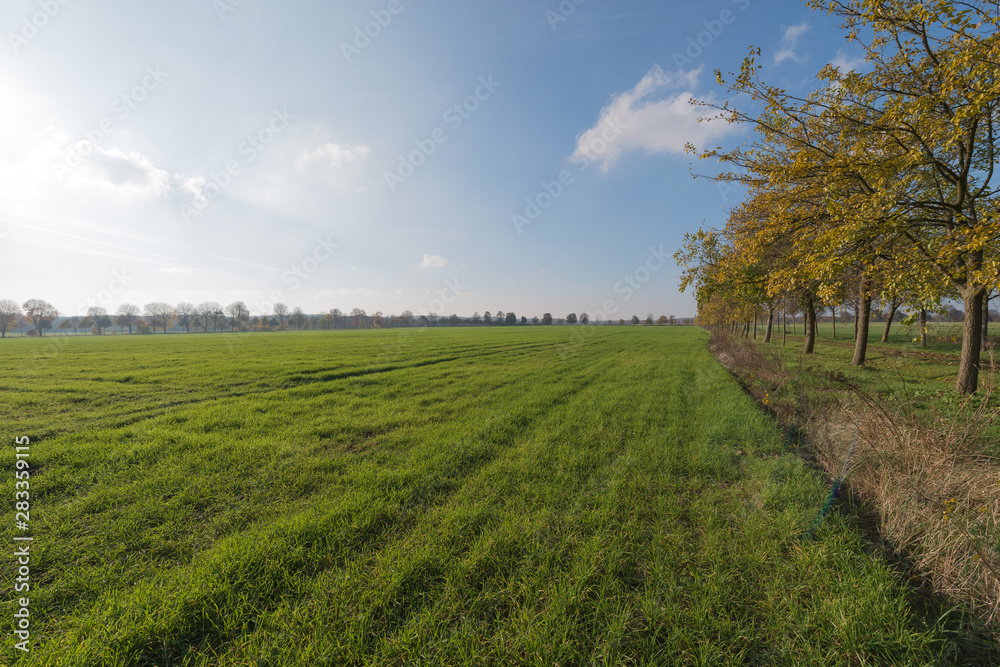 Fototapeta premium feld in brandenburg
