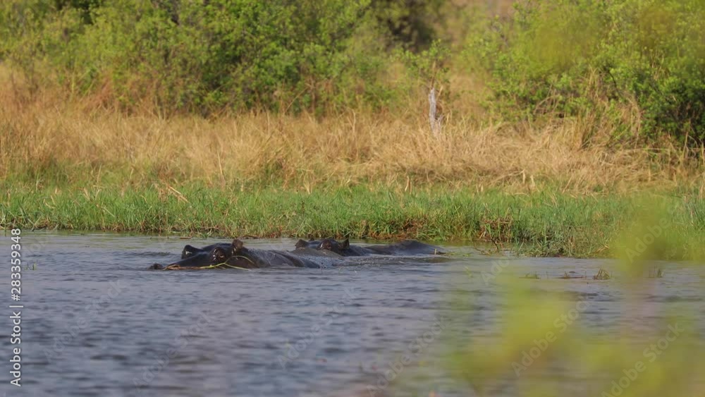 Hippo yawning and barring teeth in water hole Botswana Hippo yawning and barring teeth in water hole Botswana