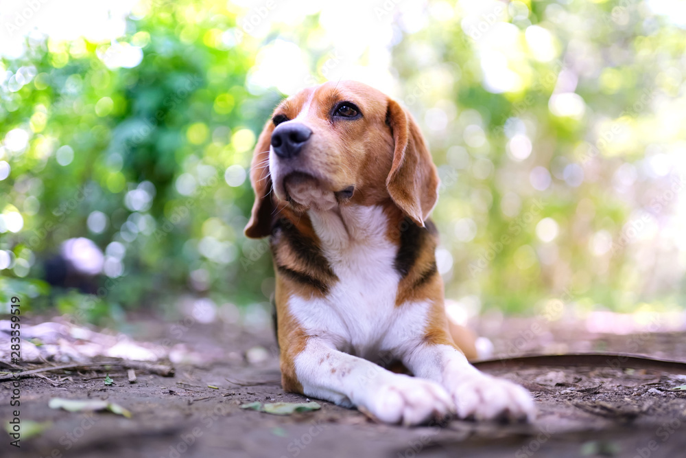 An adorable beagle dog lying outdoor in the park.